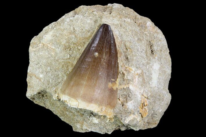 Mosasaur (Prognathodon) Tooth In Rock - Nice Tooth #105850